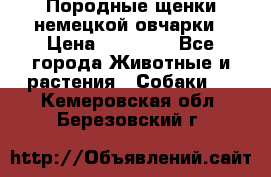 Породные щенки немецкой овчарки › Цена ­ 24 000 - Все города Животные и растения » Собаки   . Кемеровская обл.,Березовский г.